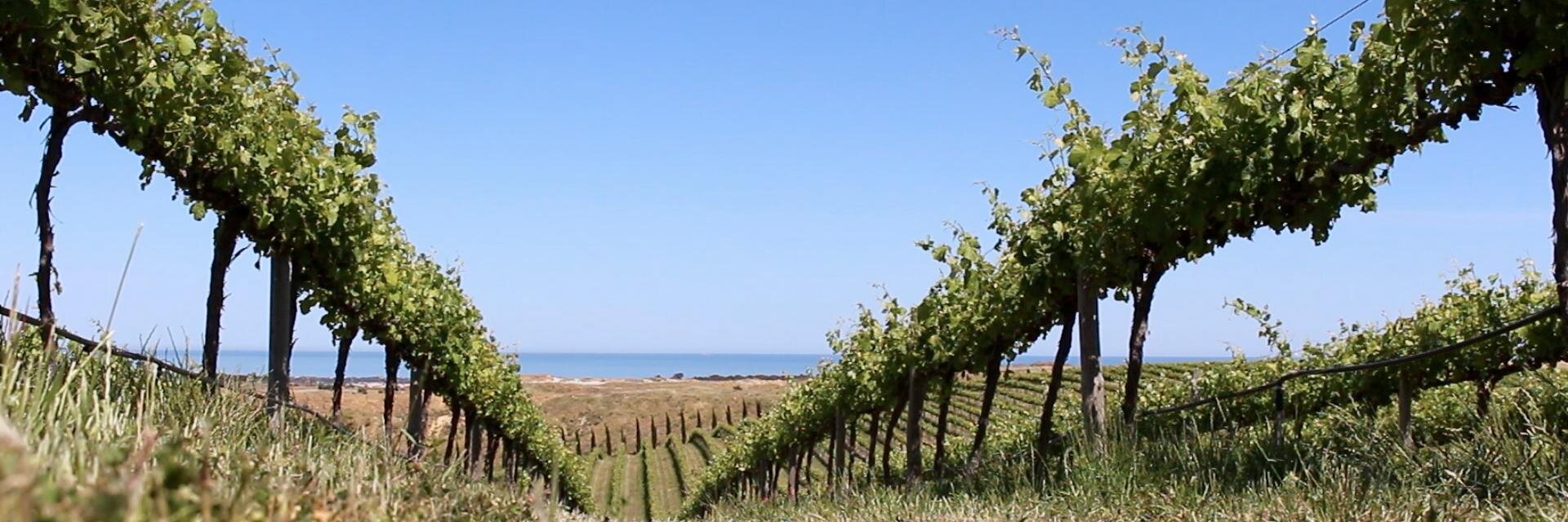 Grapecollective banner