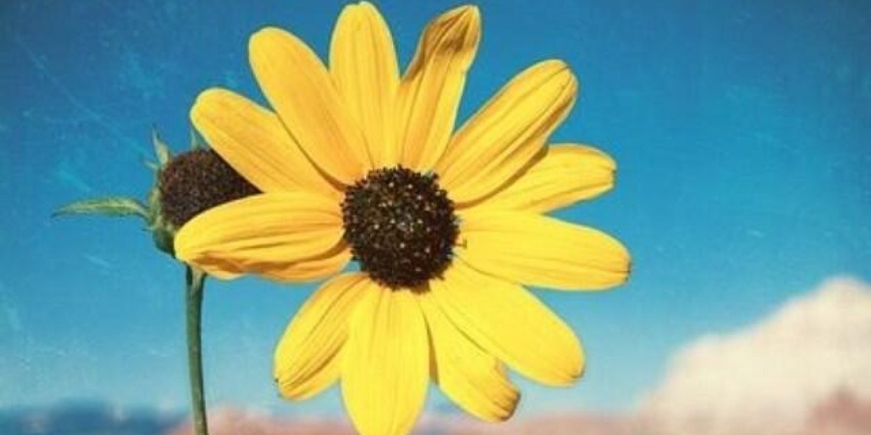 Elizabeth Loutfi banner