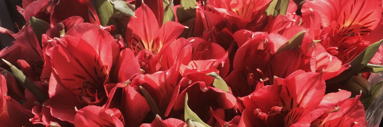 Anahi_CJ's profile banner image