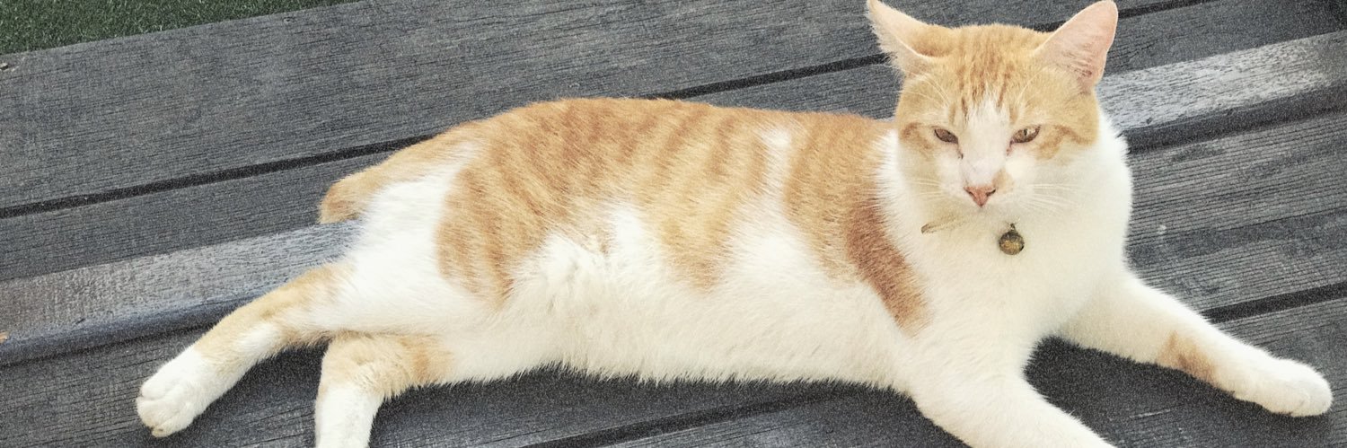 xoAllly's profile banner image