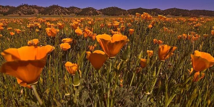 Cal County News banner