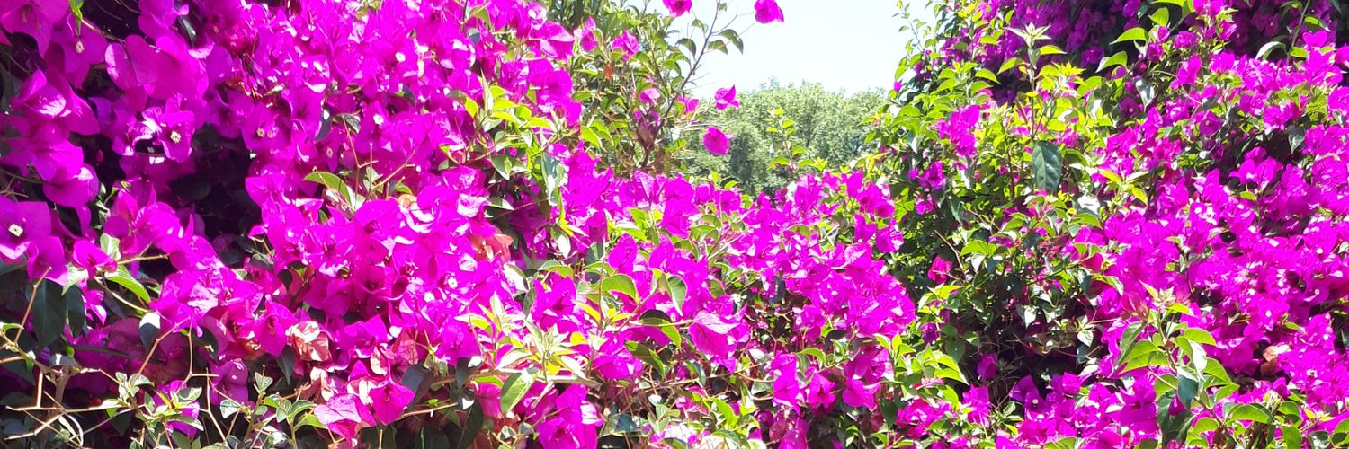 DaphneV1989's profile banner image