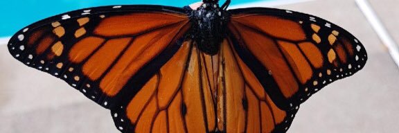 Jen Perciasepe banner