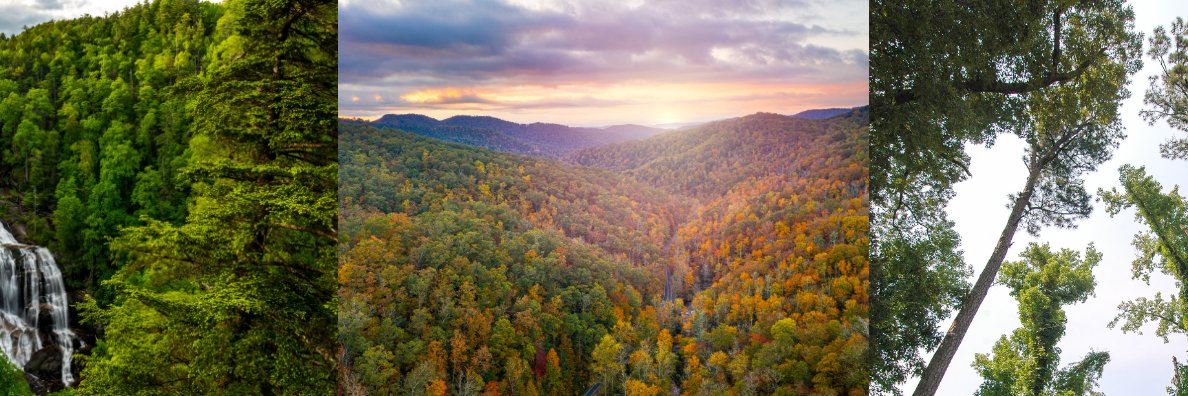 NCForestryAssociation's banner