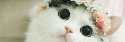 meilideyu's profile banner image