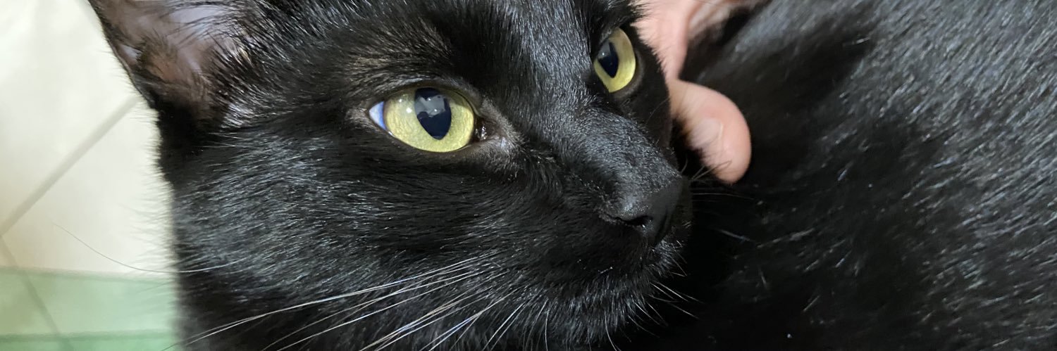 larimartinsa's profile banner image