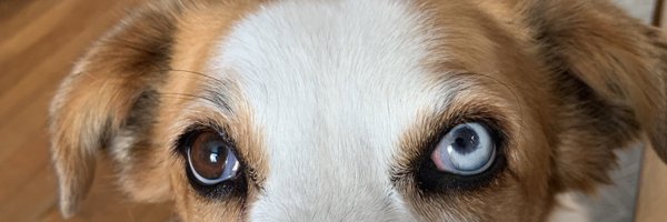 YannisleV Profile Banner