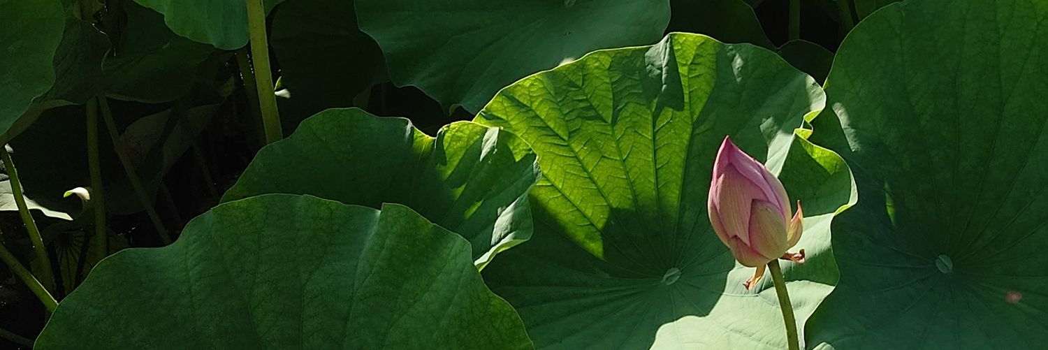 yy_i_'s profile banner image