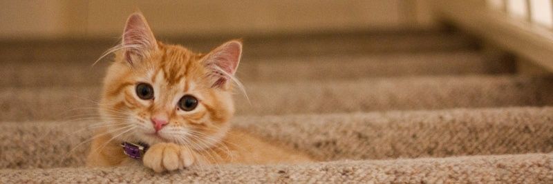 May🐈ft.ลาบอท banner