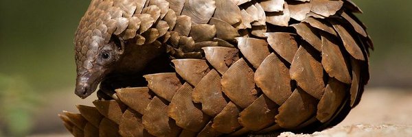 Catgolin Profile Banner