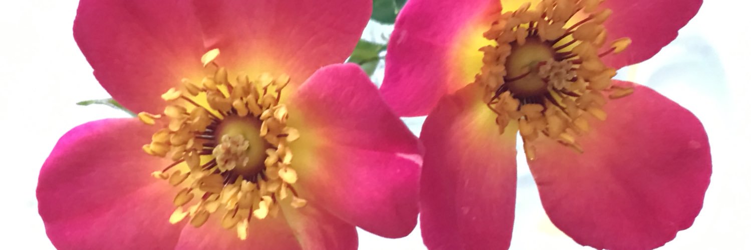 gail1949's profile banner image