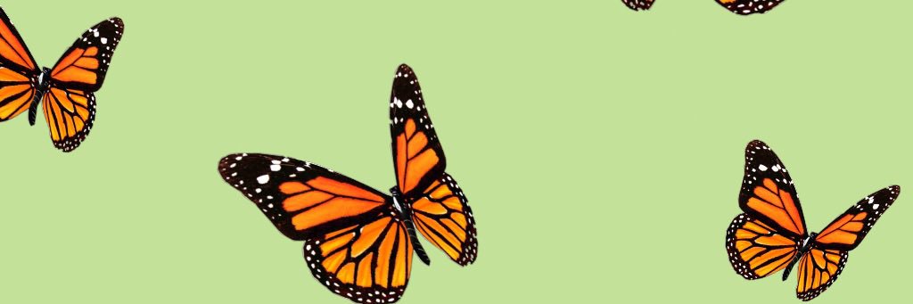 lohlapop's profile banner image