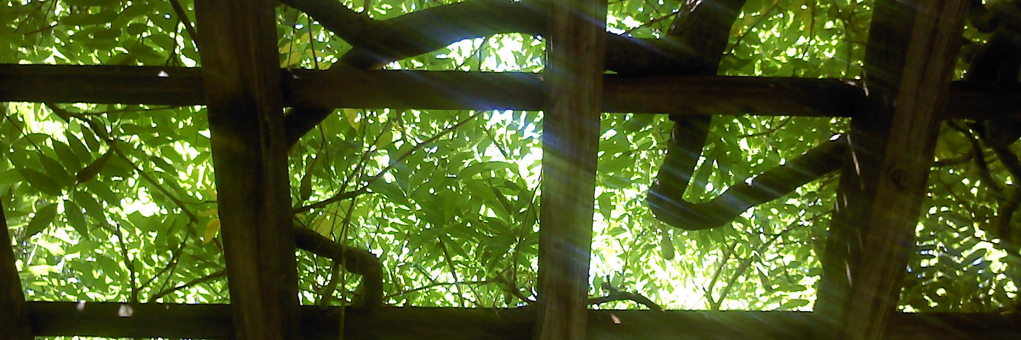 Lenore Mewton banner
