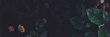 BellaaEml's profile banner image