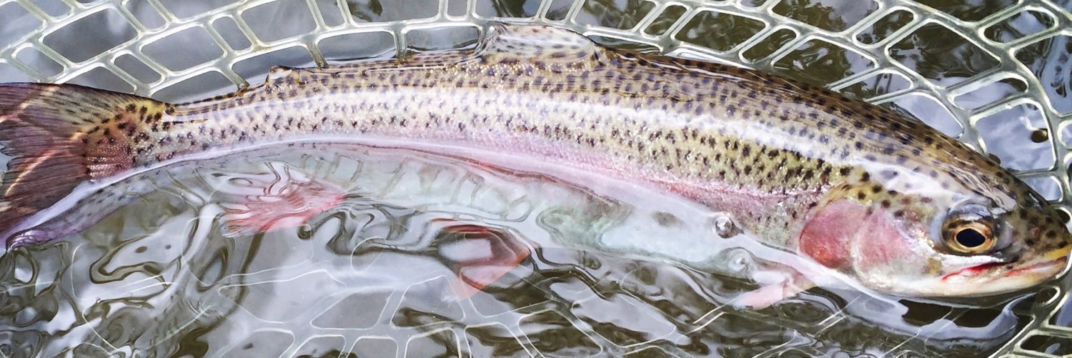ChambersBranden's profile banner image