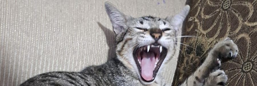Meong banner