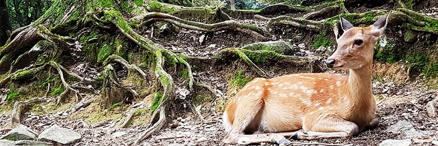 cecizs's profile banner image