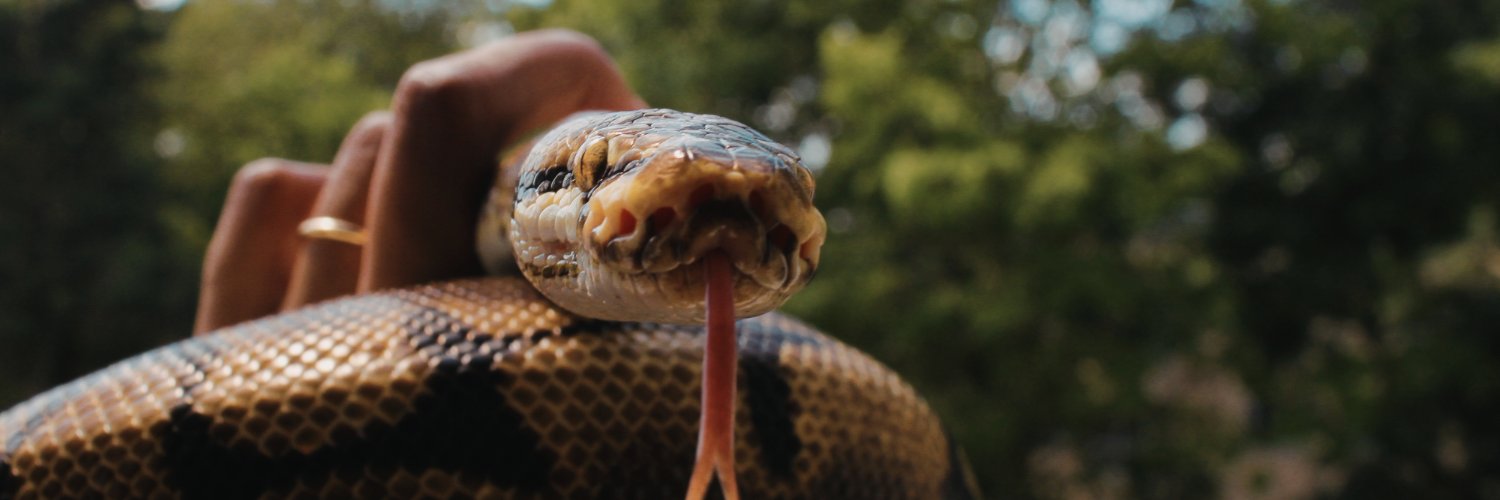 𝐋𝐞𝐱⁴ ⚢ Pokopia fangirl 🫦 banner