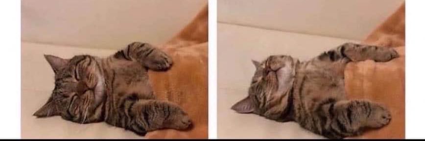 Marie Walicki banner