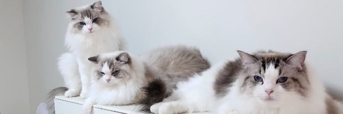Katz Lee. #รอกลิชtds5's banner