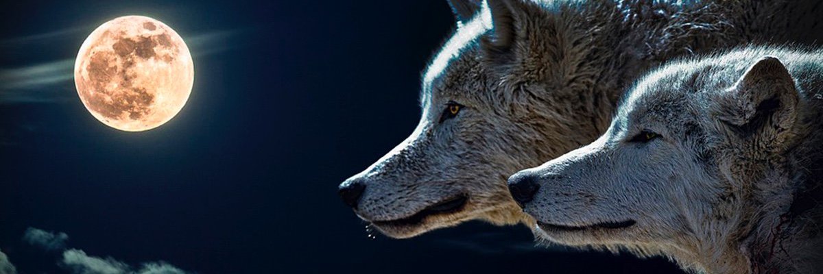 Vicentico_20's profile banner image