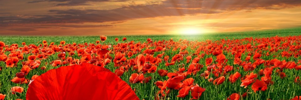 Wesley Smith, PhD banner