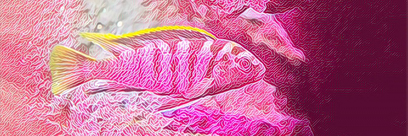 CRYPTOTROPHEUS banner