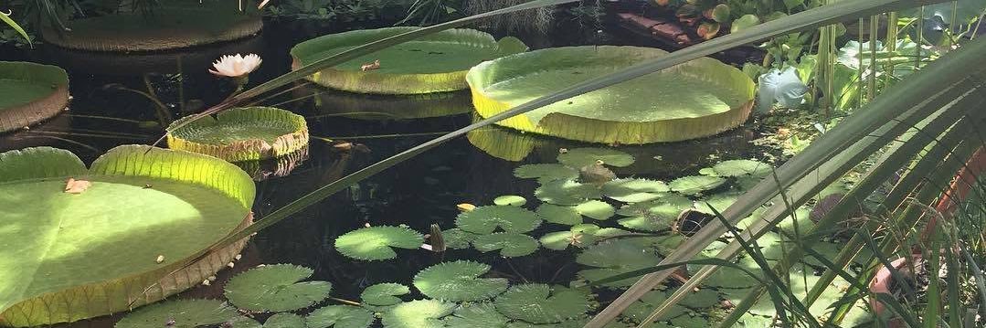 gecko 🌼🐌 banner