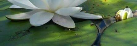NIZCHACH's profile banner image