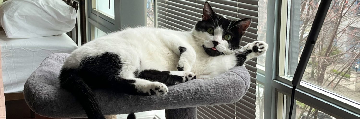 Maria José Solano banner