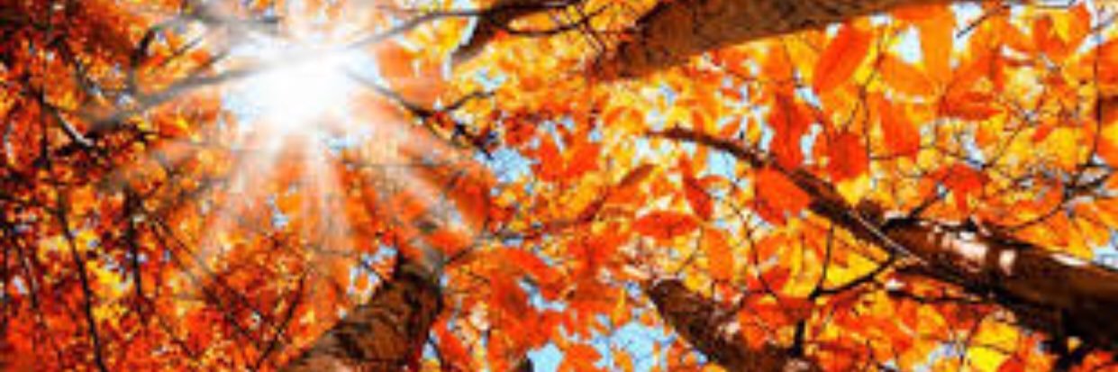 DeNeisy77's profile banner image