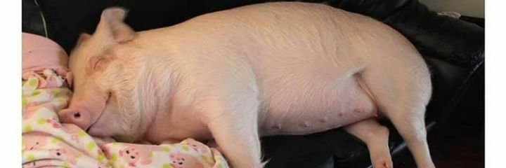 ThamyYankee's profile banner image
