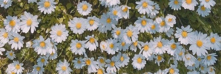 Suraida128's profile banner image