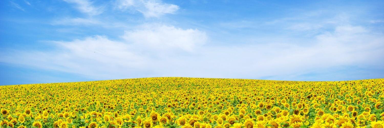 n_yoshikawa's profile banner image