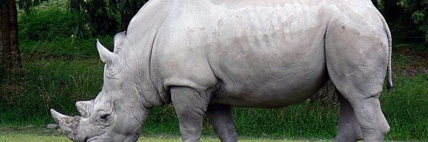 Siroscar3 Profile Banner