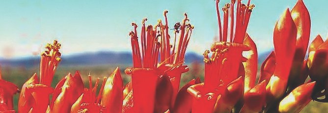 Kallisto Gaia Press banner