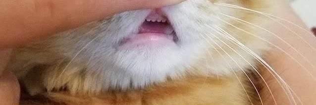 bunnymalp's profile banner image