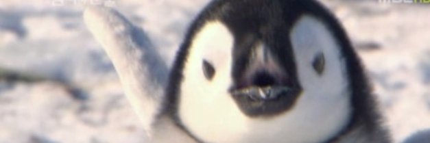 penguin_0309's profile banner image