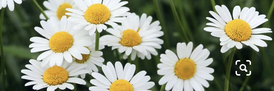 Sandy Gingell banner