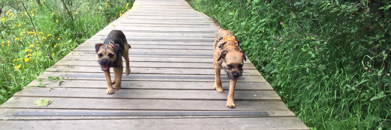 teddybearbt's profile banner image