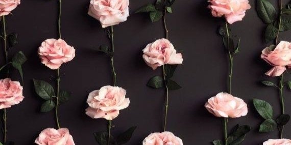 LittleAnaBitch's profile banner image