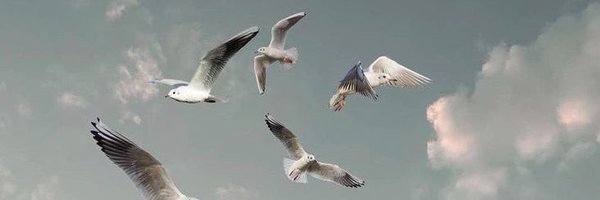 2ayli2 Profile Banner