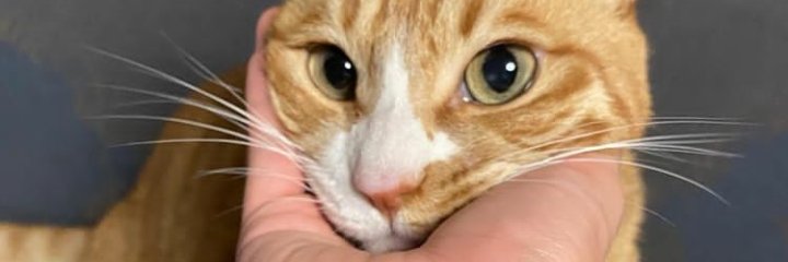 Upethmie1's profile banner image