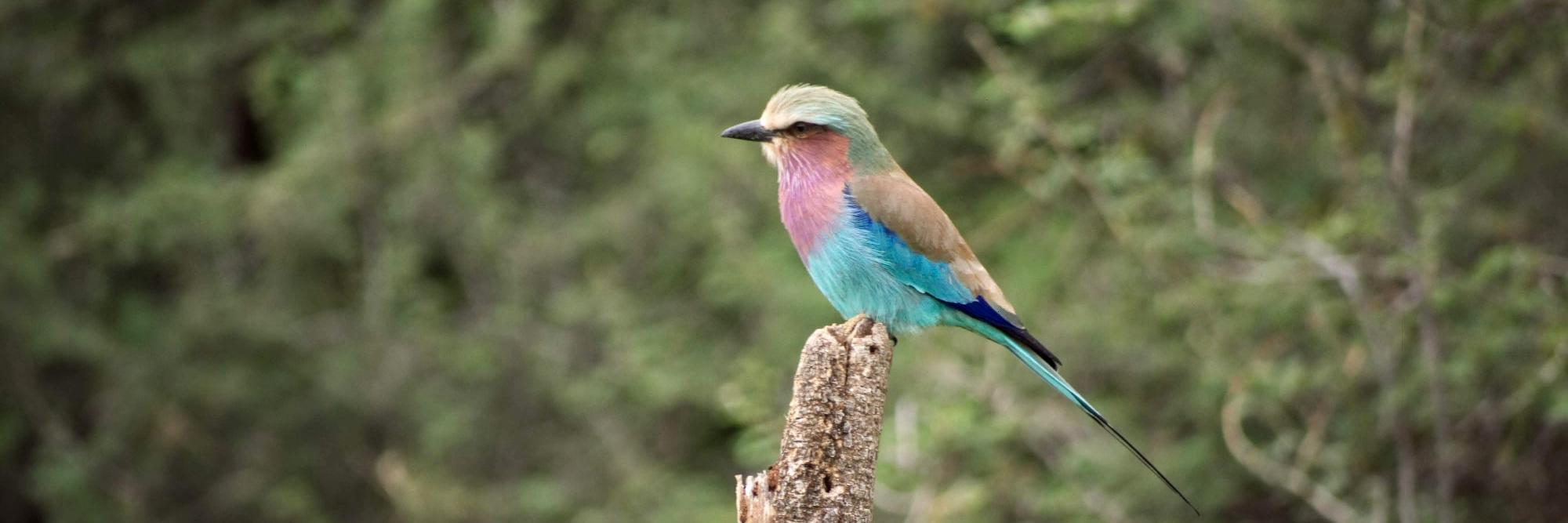 Norman Casagrande banner