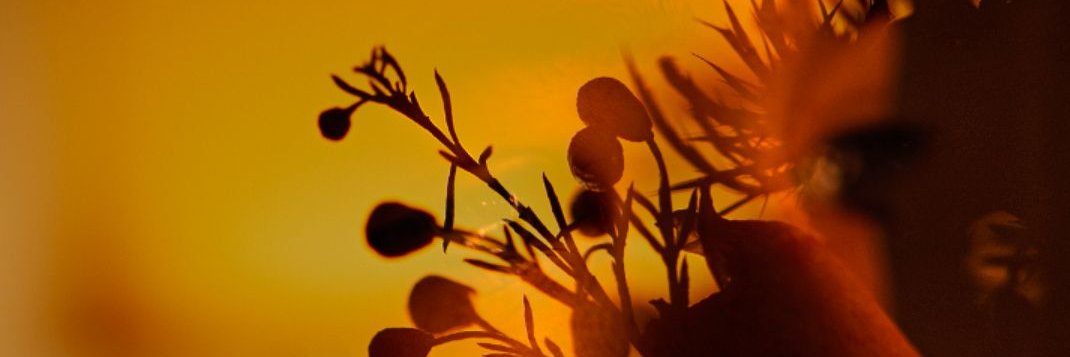 Murielle Even Jeannot banner