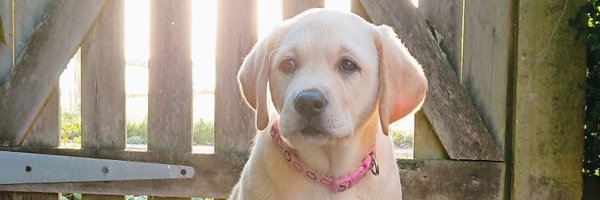 Joules the Labrador Profile Banner