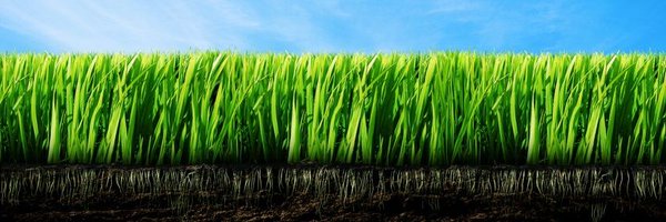 borrie_ Profile Banner