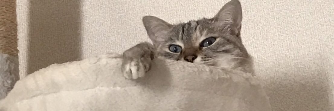 kenkenGX's profile banner image