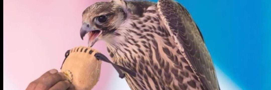 دايل الشمري☪︎ banner