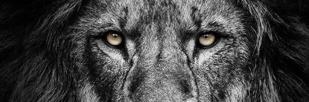AcademyEllis's profile banner image